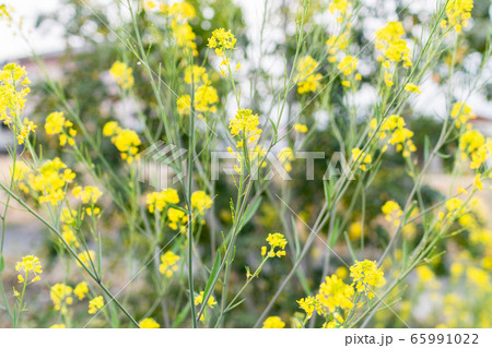 菜の花畑一面に咲く綺麗な菜の花 黄色の花の写真素材
