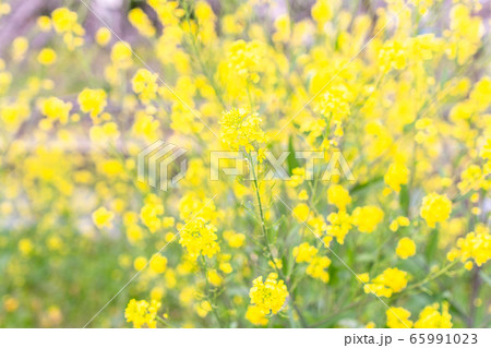 菜の花畑一面に咲く綺麗な菜の花 黄色の花の写真素材