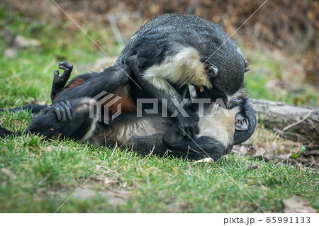 the Diana monkey the Diana monkey 65991133