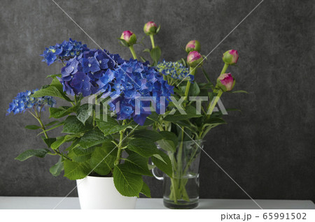 紫陽花 あじさい 紫陽花 あじさい 65991502