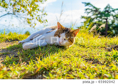 野良猫　野生　陣馬形山キャンプ場　【長野県】 65992042