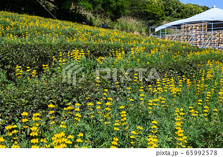 花 フラワー お花 65992578