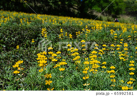 花 フラワー お花 65992581