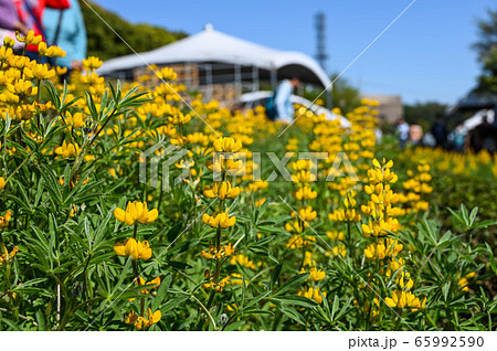 花 フラワー お花 65992590