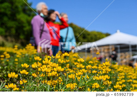 花 フラワー お花 65992739