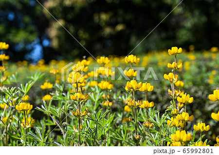 花 フラワー お花 65992801