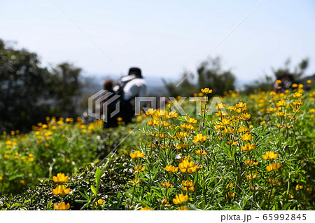 豆科 マメ科 花 65992845