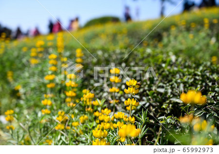 豆科 マメ科 花 65992973