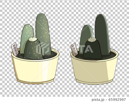 仙人掌2種類型的太陽 65992997