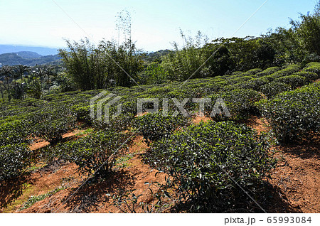 農耕 農業 アジア人 65993084