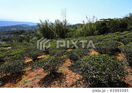 農耕 農業 アジア人 65993085