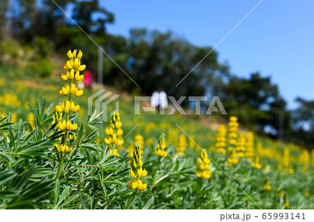 花 フラワー お花 65993141