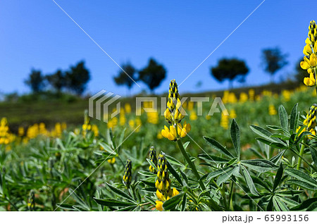 花 フラワー お花 65993156