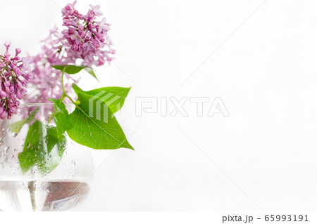 Blooming lilac bunch in blurred wine glass on white background 65993191
