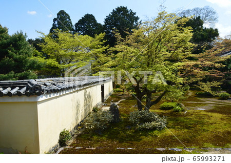 鹿王院の庭園（京都市右京区嵯峨北堀町） 65993271