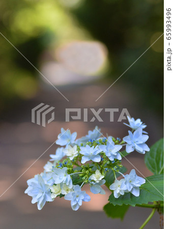 夏の日差しの午後 夏の日差しの午後 65993496