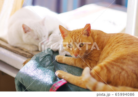 くつろぐ親子 65994086