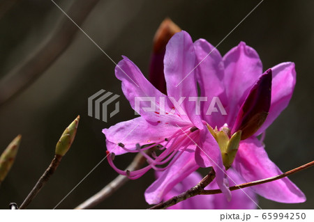 華やかなトサノミツバツツジ（高知市　工石山）	 65994250