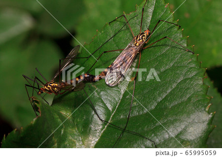The copulation of craneflys on a green leaf. 65995059