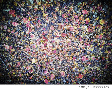 focusing of fallen flowers on the road blackground focusing of fallen flowers on the road blackground 65995125
