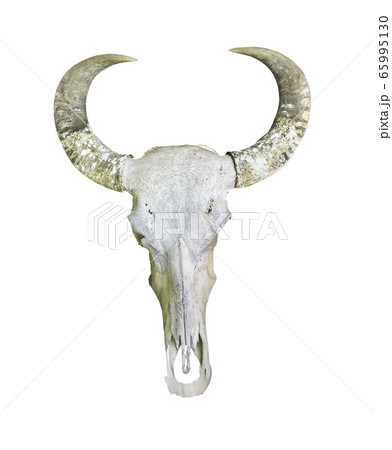 Buffalo skull isolated on white with clipping path 65995130