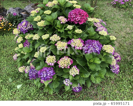 アジサイ 植物 花 65995171