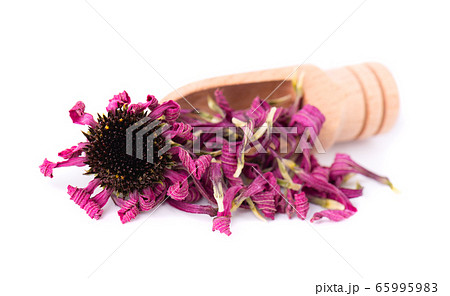 Dried Echinacea flowers on wooden spoon, isolated 65995983