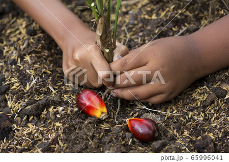 Close up Kid hand planting young palm tree 65996041