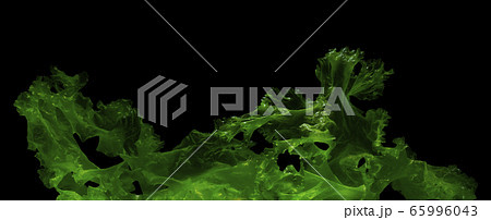 green algae isolated on black background 65996043
