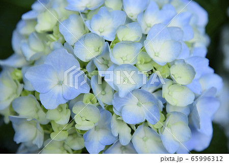 紫陽花 紫陽花 65996312