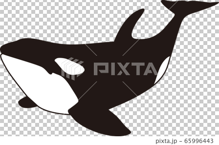 陸に上がったシャチ ベクター 65996443