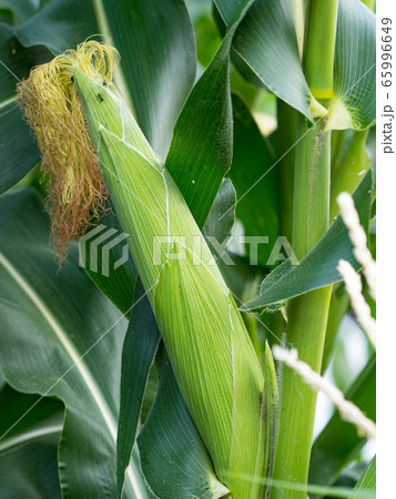 Close up corn on the stalk in the field Close up corn on the stalk in the field 65996649