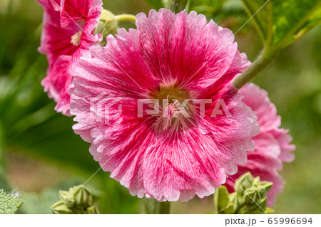 タチアオイ タチアオイ 65996694