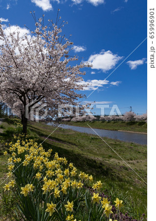 新城川桜ロード 65996901