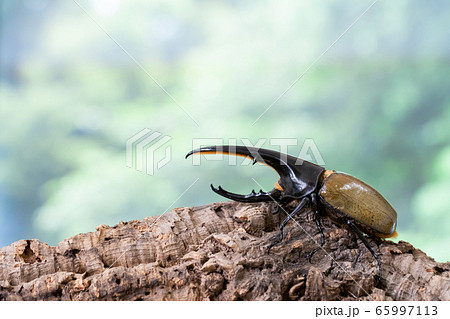 ヘラクレスオオカブトの写真素材
