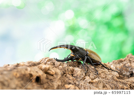ヘラクレスオオカブト ヘラクレスオオカブト 65997115