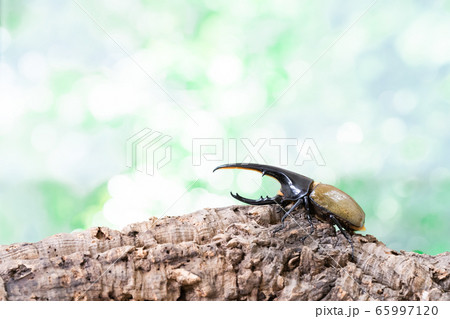 ヘラクレスオオカブト ヘラクレスオオカブト 65997120