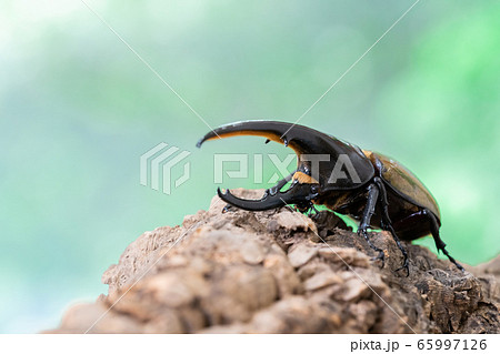 ヘラクレスオオカブト 65997126
