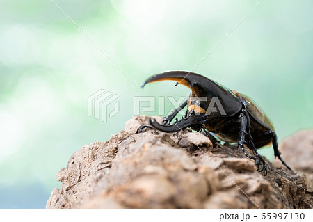 ヘラクレスオオカブト 65997130