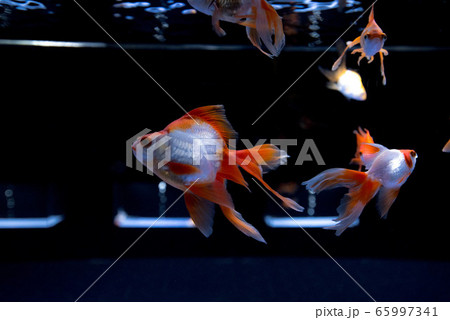 金魚 65997341