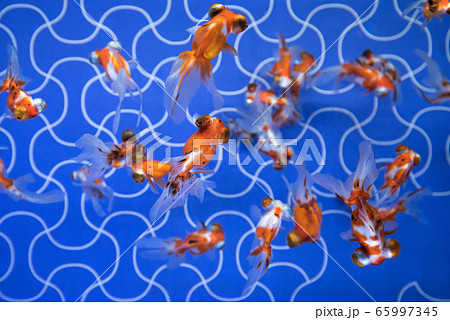 金魚 金魚 65997345
