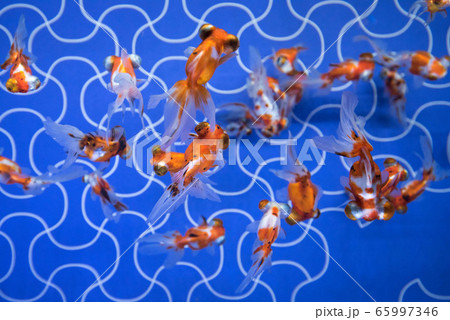 金魚 金魚 65997346