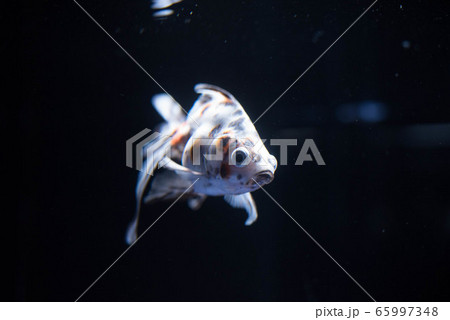 金魚 65997348