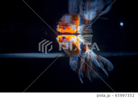 金魚 65997352
