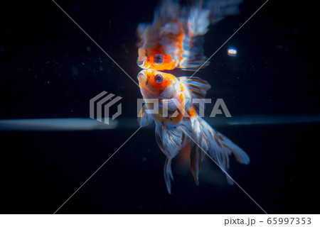 金魚 金魚 65997353