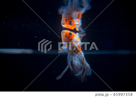 金魚 金魚 65997358