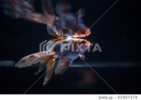 金魚 金魚 65997379