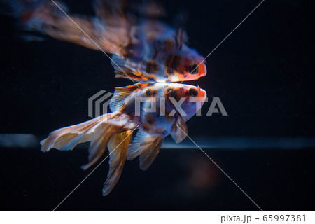 金魚 65997381