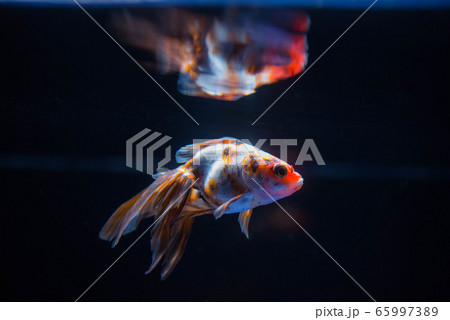 金魚 金魚 65997389