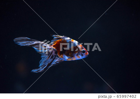 金魚 65997402